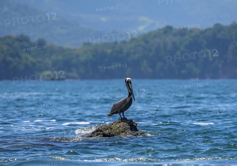 Brown pelican
