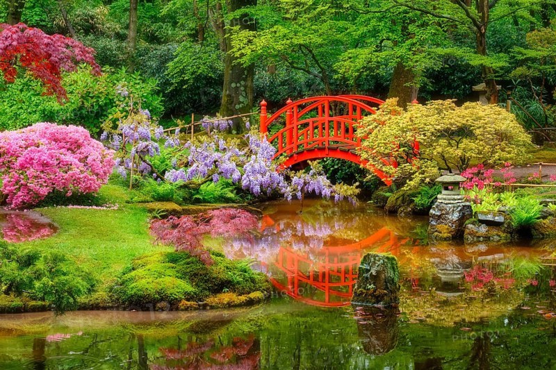 Small bridge in Japanese garden