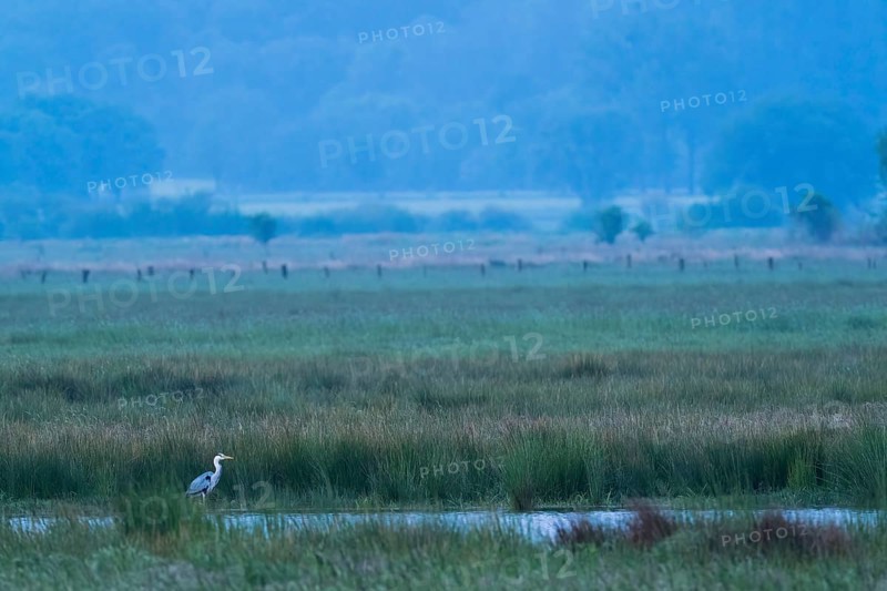 Grey heron