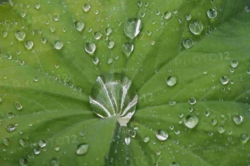Water droplets on garden lady's mantle