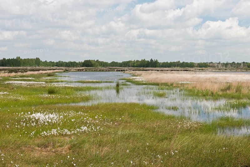 Narrow-leaved cotton grass