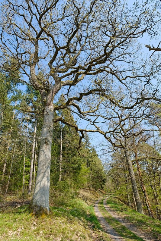 Forest trail