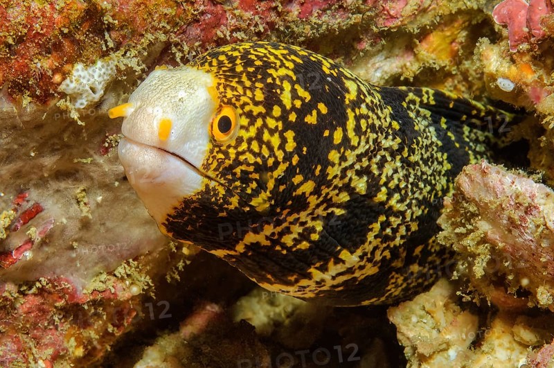 Close-up of head of snowflake moray