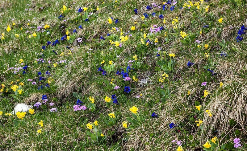 Meadow with auricula