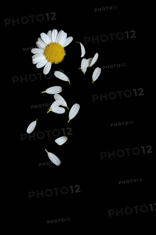 Daisy