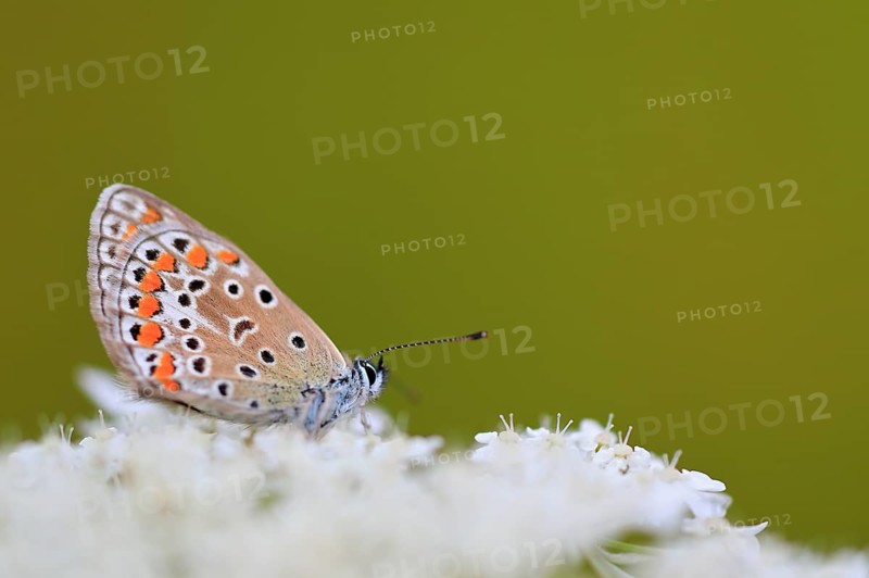 Gossamer winged butterfly