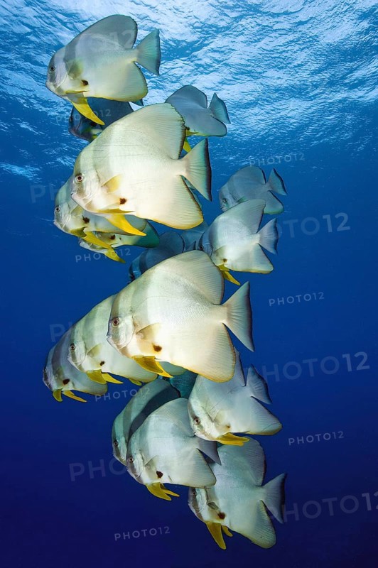Shoal of roundhead batfish