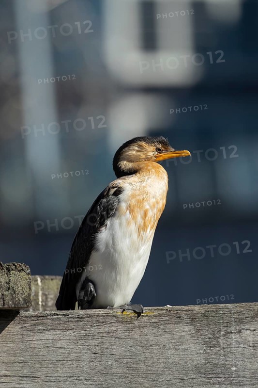 Little pied cormorant