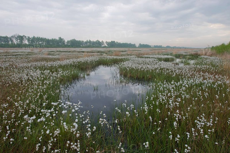 Hare's-tail cottongrass
