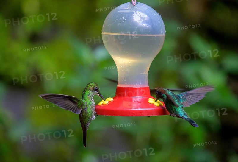 Green-crowned brilliant