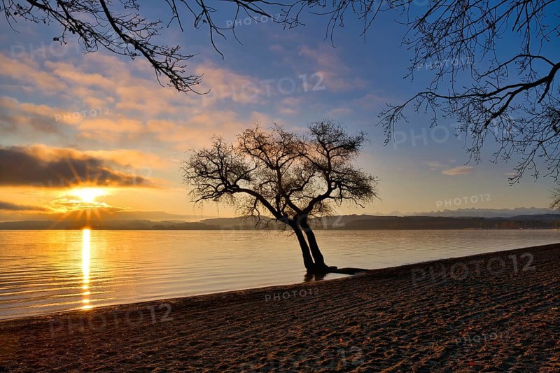Blattloser Baum an einem Sandstrand am Murtensee