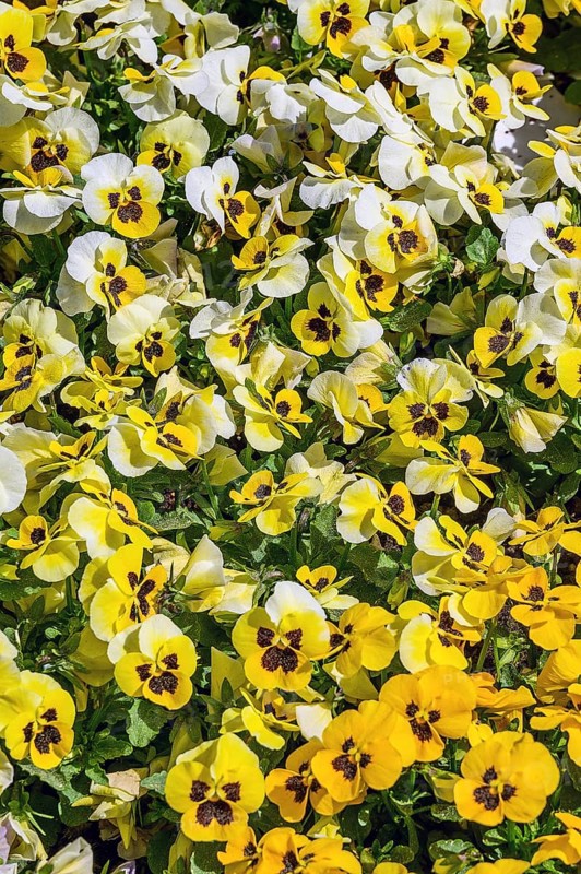 Pansy