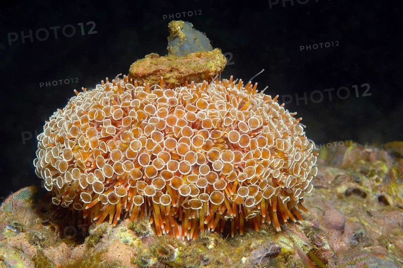Poison pincer sea urchin