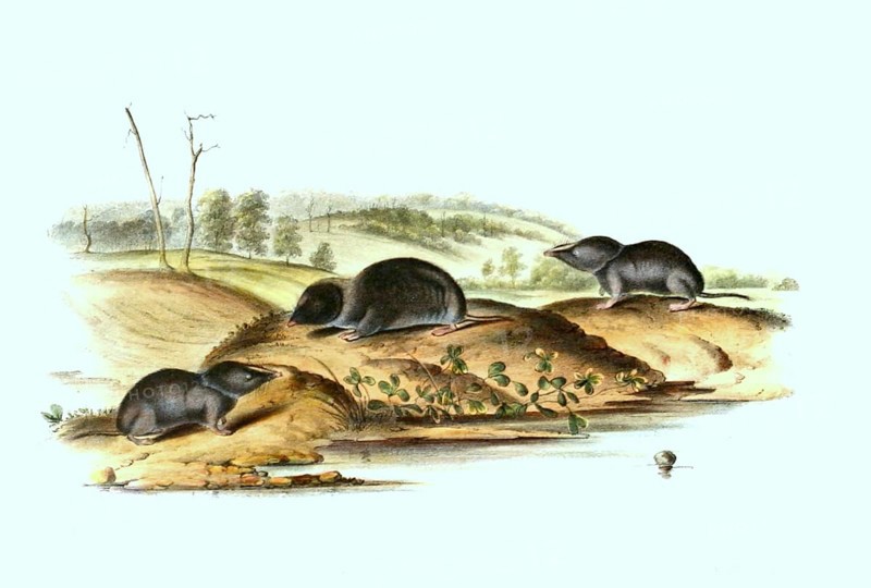 Southeastern shrew