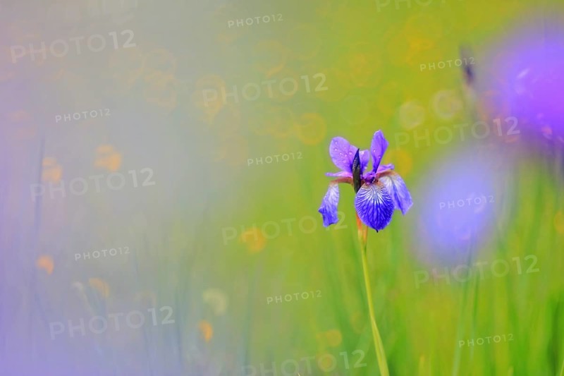 Siberian iris