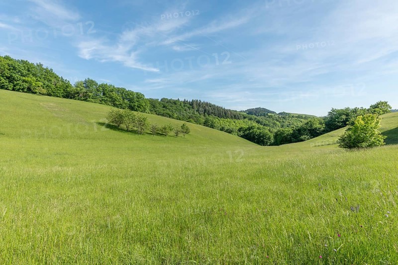 Sunny green landscape of clearing in forest bodure in spring. Kaiserstuhl