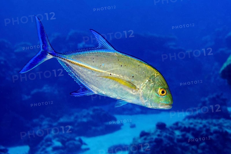 Bluefin trevally