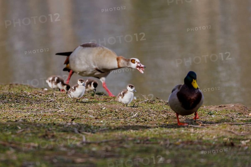 Nilgans