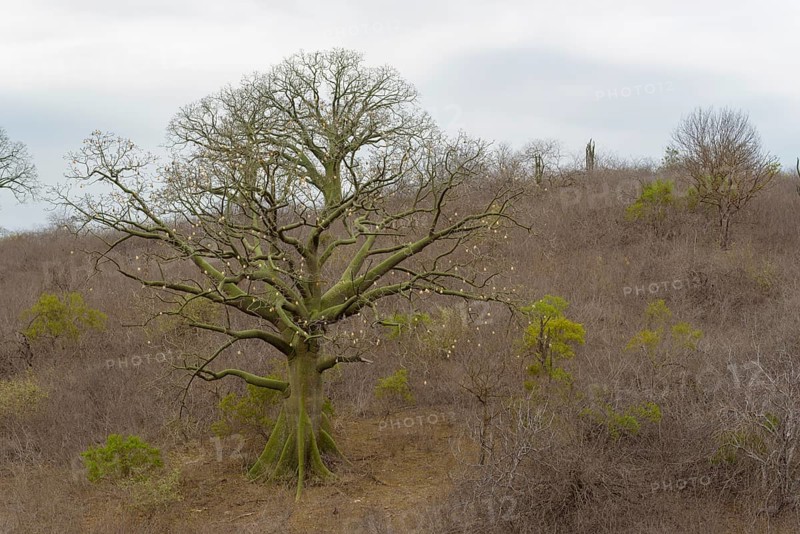 Ceiba-Baum