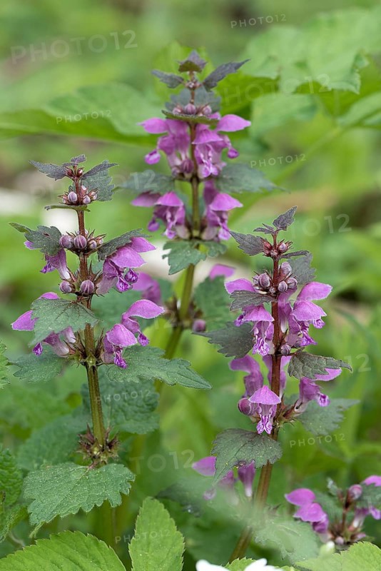 Purple deadnettle