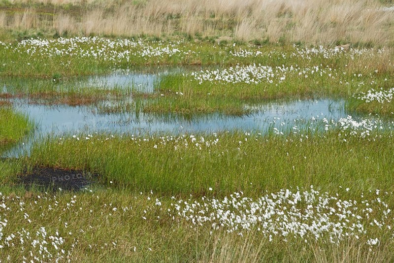 Narrow-leaved cotton grass