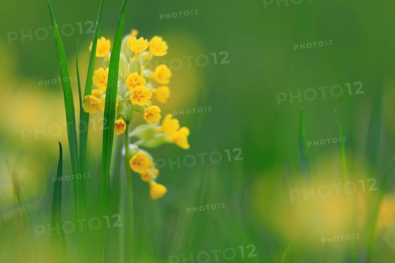 Common cowslip