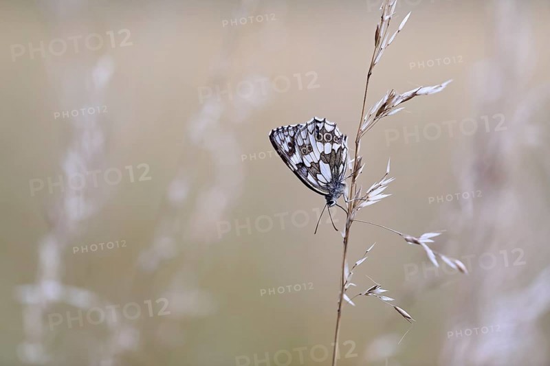 Checkered butterfly