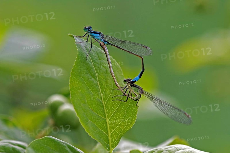 Blue-tailed damselfly
