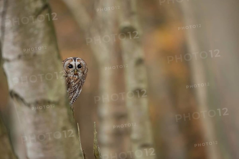 Tawny owl
