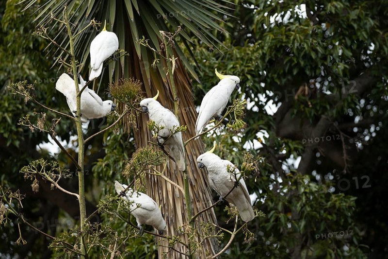 Sulphur-crested cockatoo