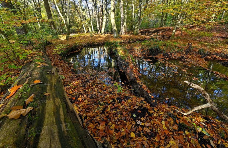 Rotbach in the autumnal Hiesfeld Forest