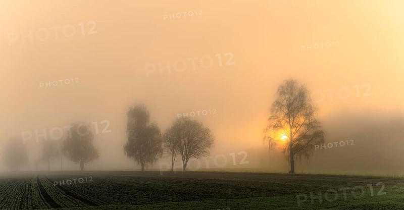 Baumreihe im Nebel bei Sonnenaufgang
