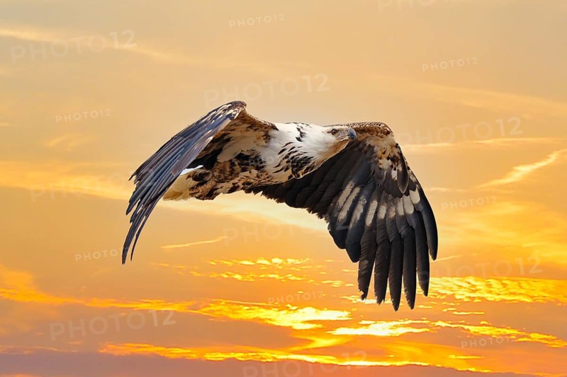 African fish eagle