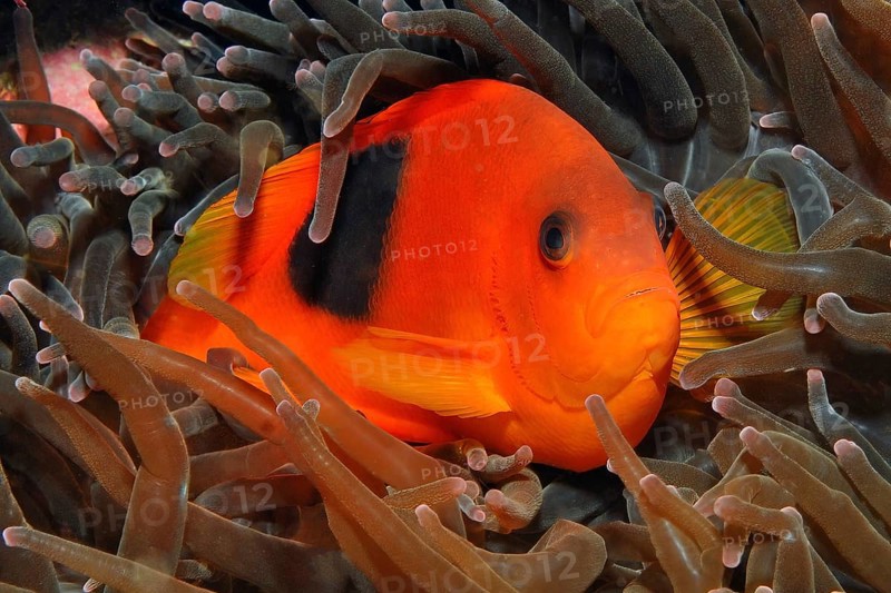 Glow carbon anemonefish