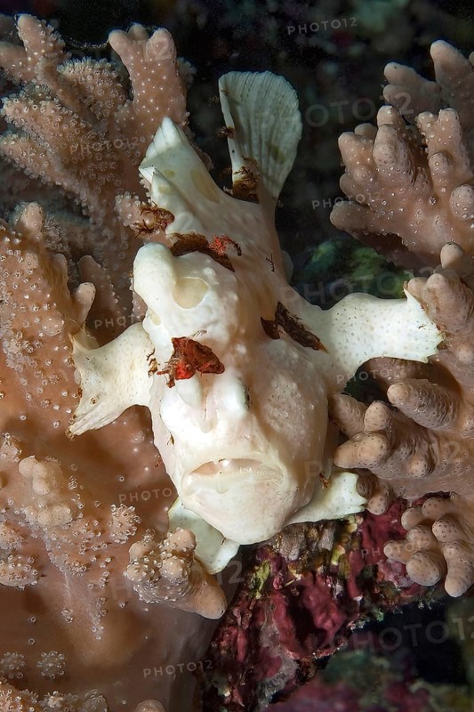 White painted frogfish