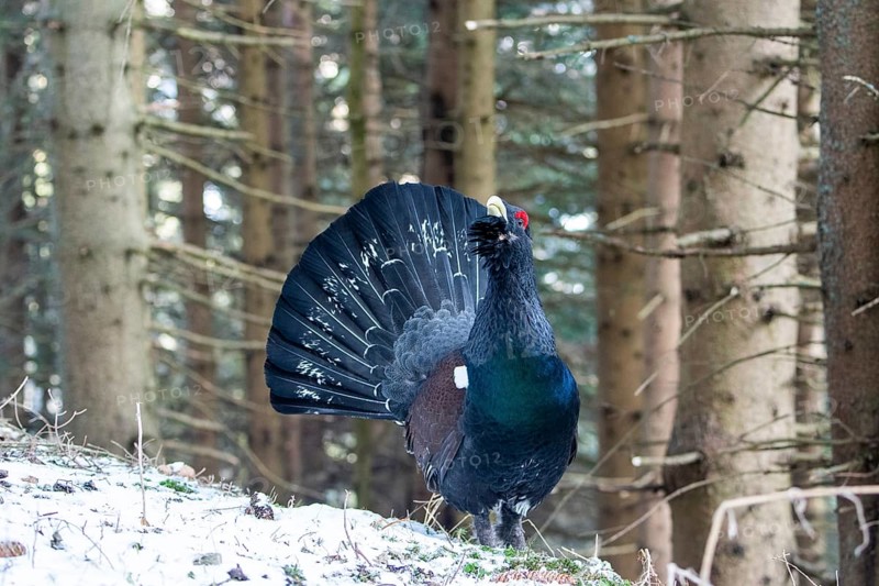 Western capercaillie