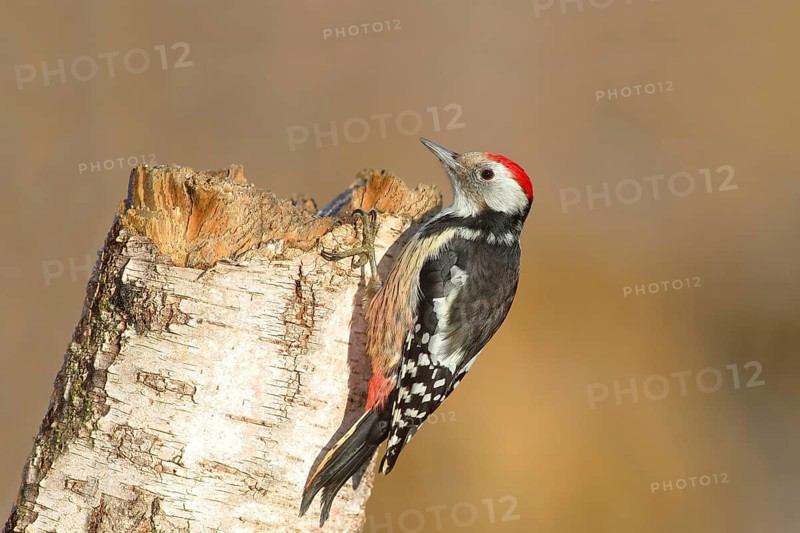 Middle spotted woodpecker