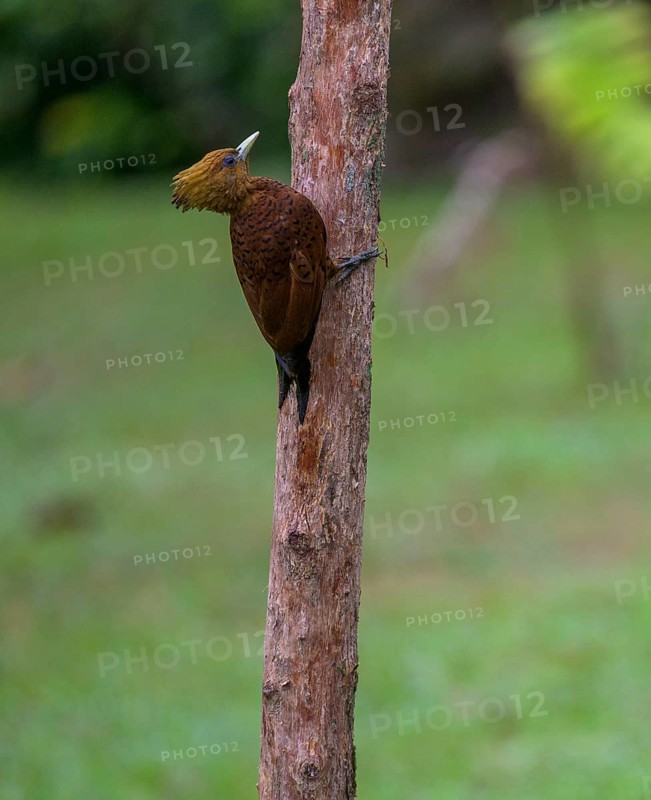 Chestnut-colored woodpecker