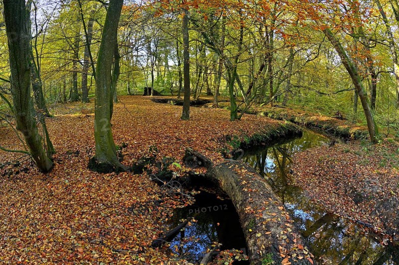 Meandering Rotbach in the autumnal Hiesfeld Forest