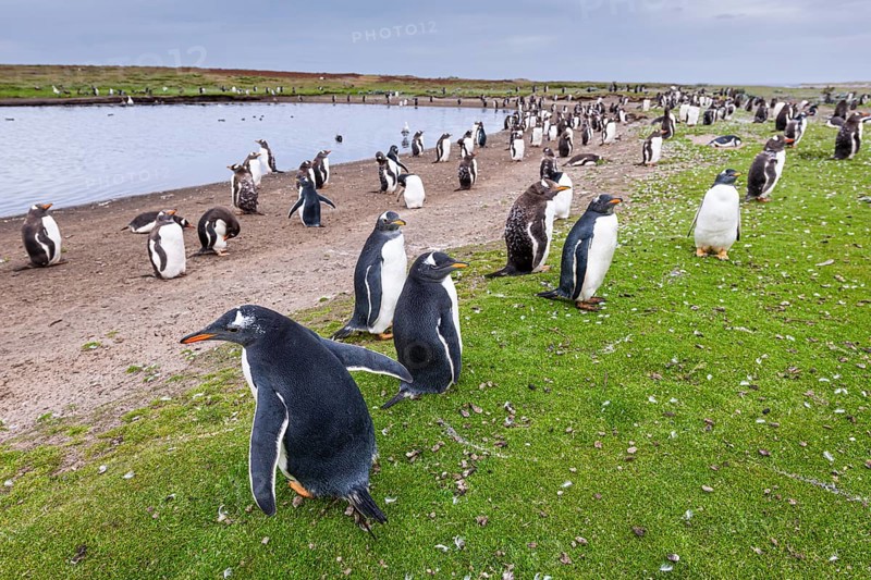 Eselspinguin