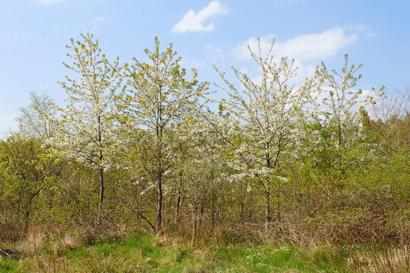 Flowering wild cherry