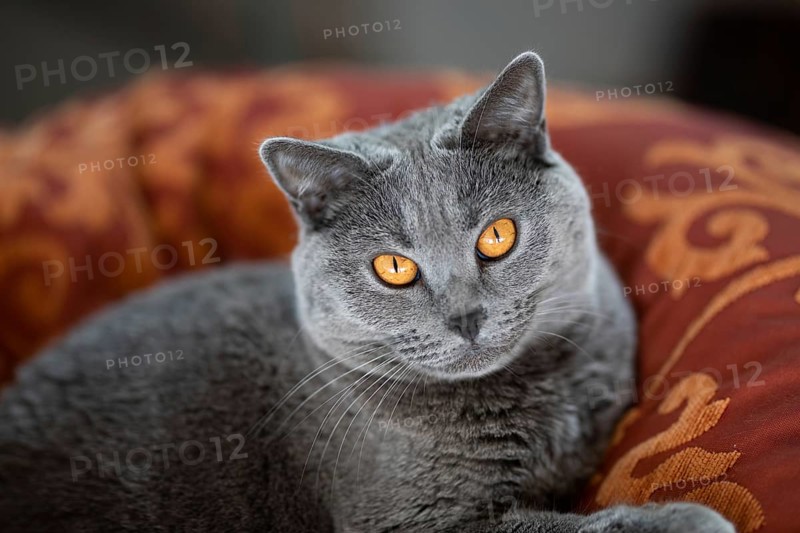 Grey Carthusian cat with yellow eyes in its basket