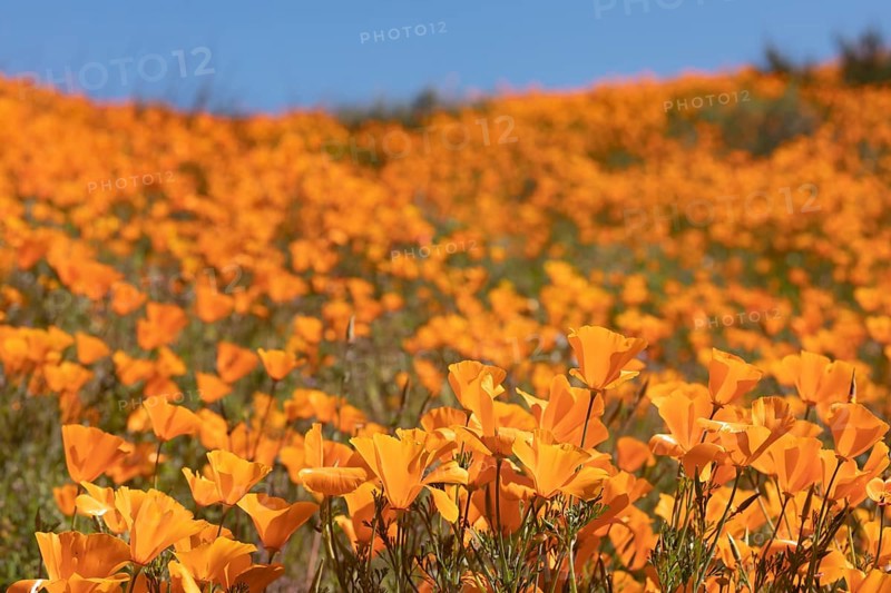 Seasonal california poppies bloom landscape