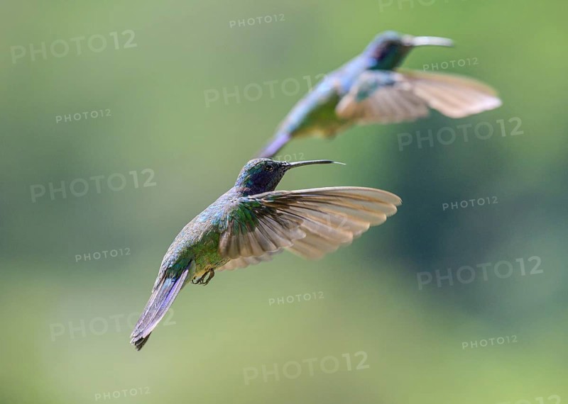 Mexican violetear
