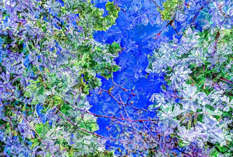 Flowers creative