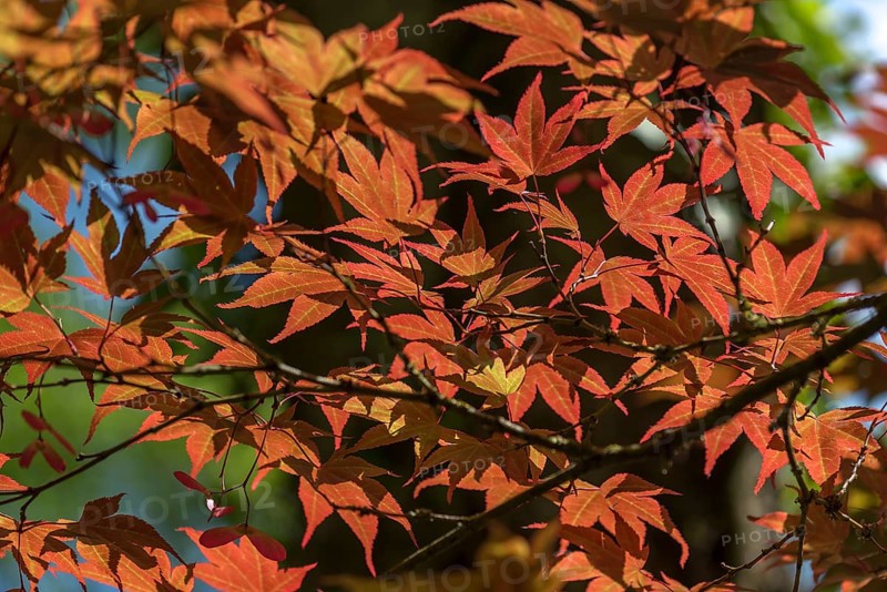 Glowing leaves of the smooth japanese maple