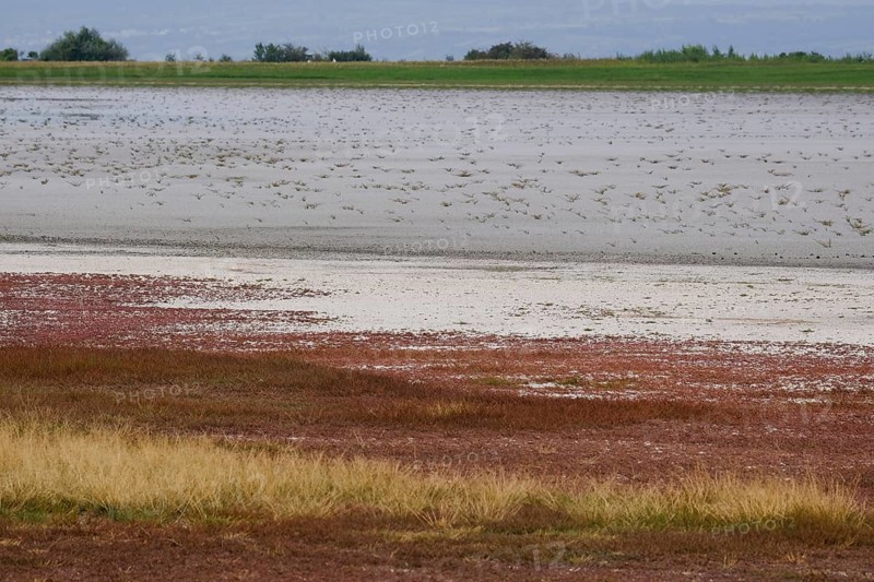 Dried-up salt puddle in late summer