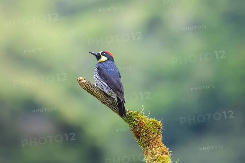 Golden-naped woodpecker