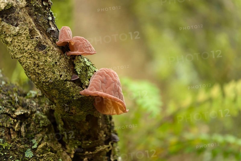 Pilze