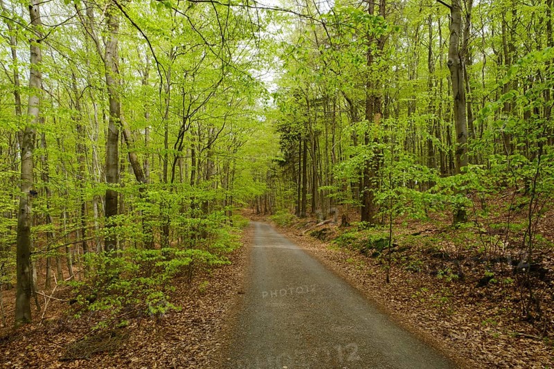 Hiking trail through the beech forest
